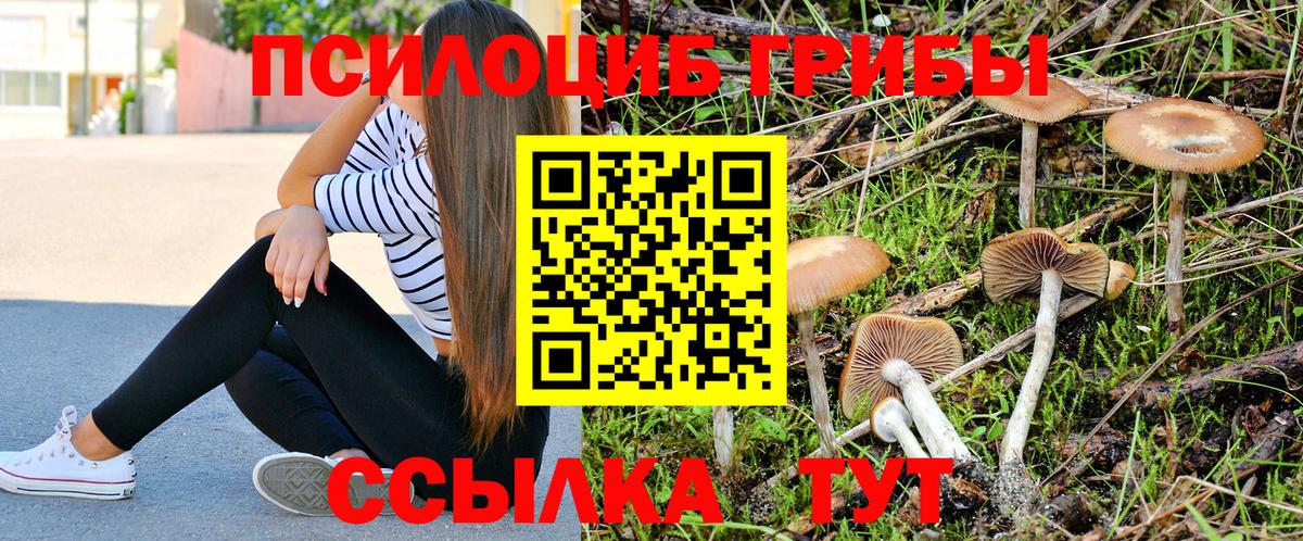 Сафоново  Псилоцибиновые грибы Psilocybine cubensis  Вход с VPN 